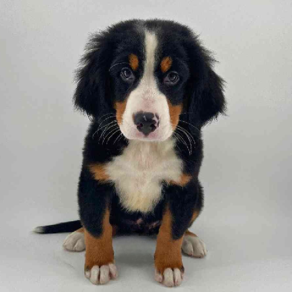 Image of a pet breed in the gallery