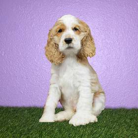 Cocker Spaniel