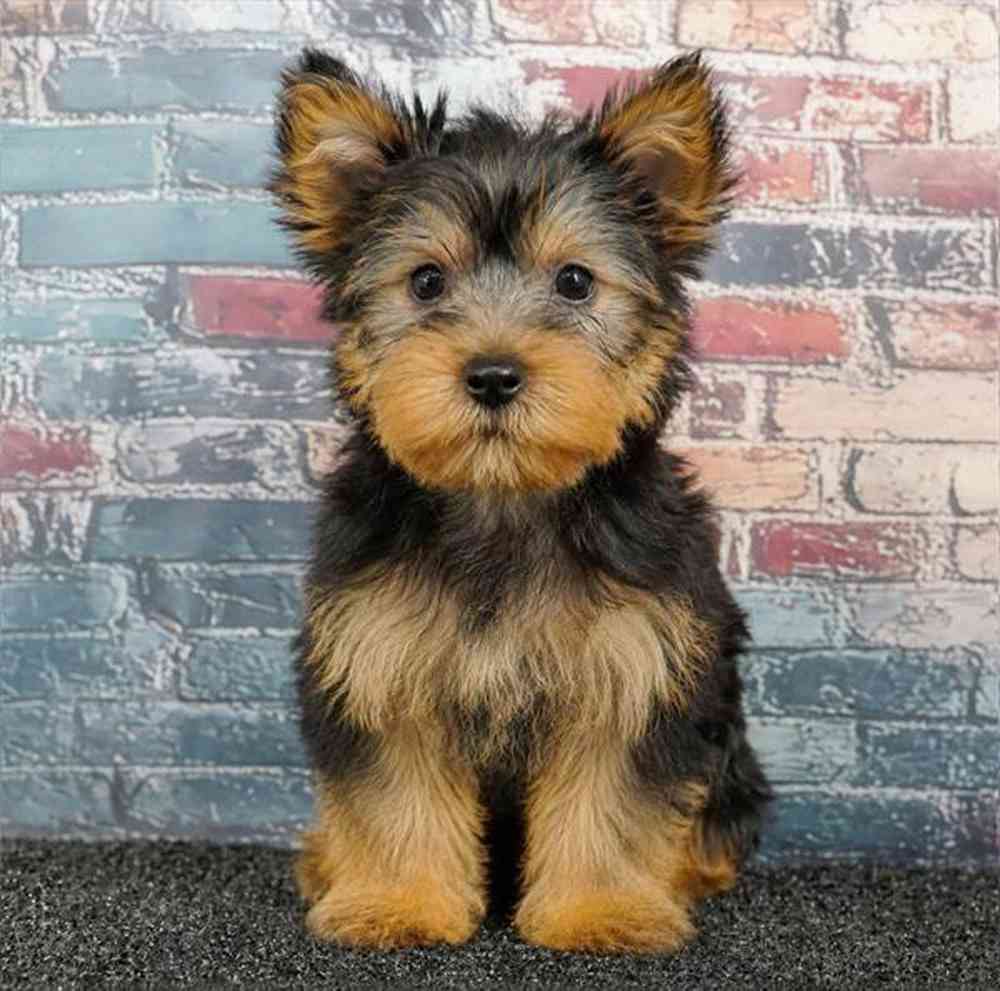 Image of a pet breed in the gallery