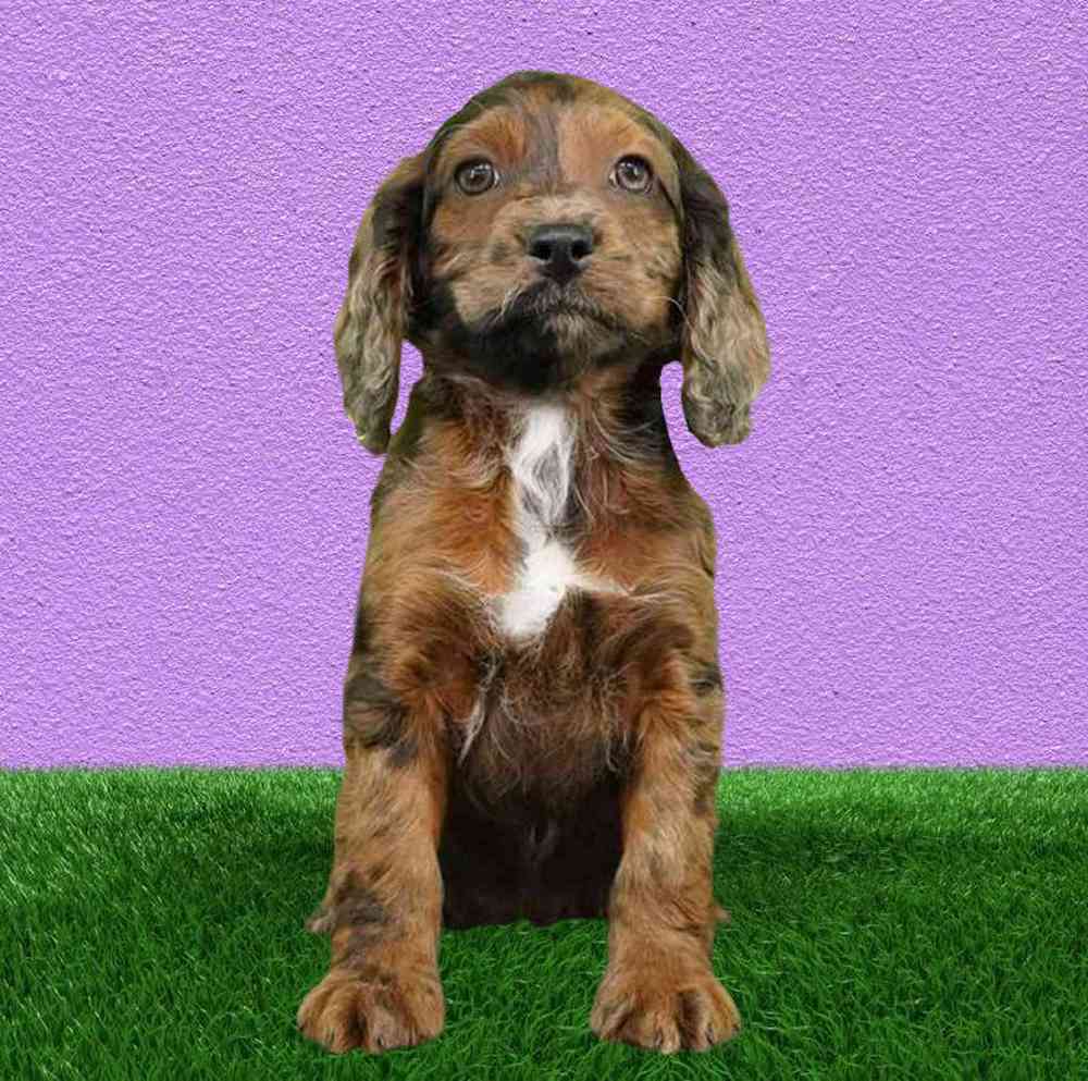 carousel pet images