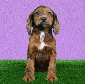 Cockapoo