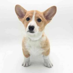 Pembroke Welsh Corgi