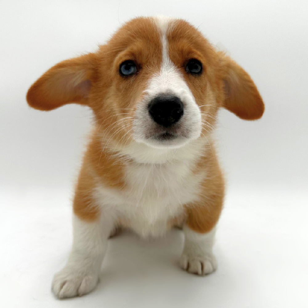 pet breed image