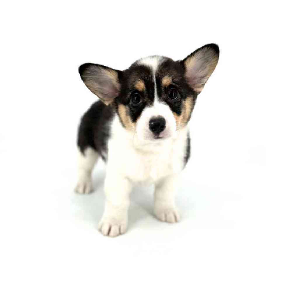 carousel pet images