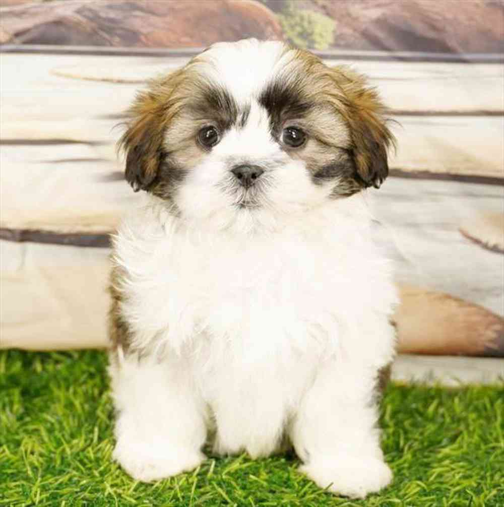 Image of a pet breed in the gallery