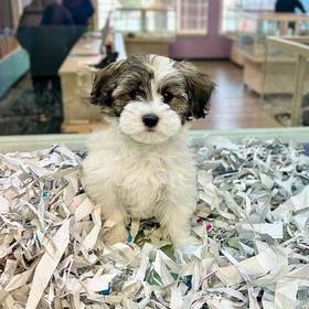 Coton De Tulear