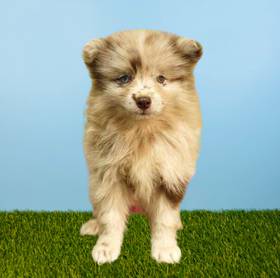 Pomsky