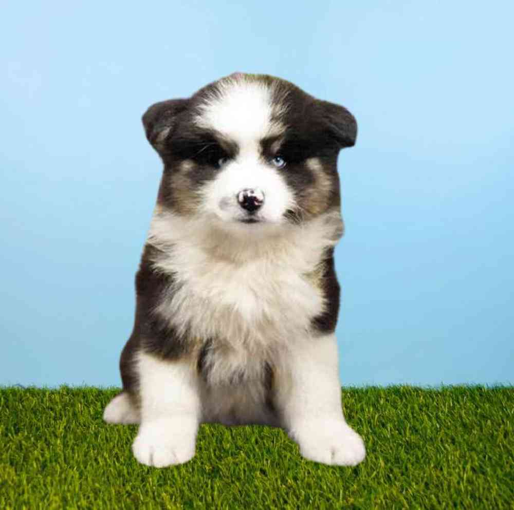 carousel pet images