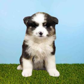 Pomsky