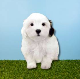 Shizapoo