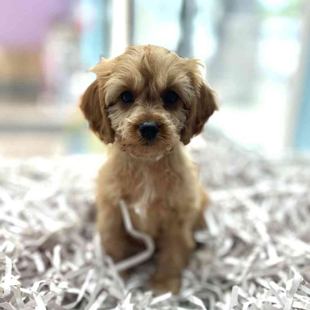 carousel pet images