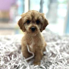 Cavapoo