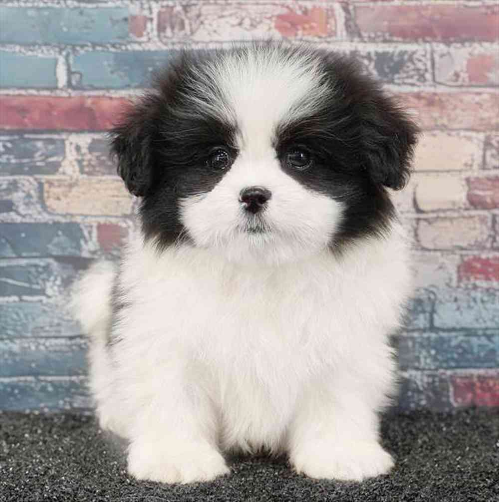 Image of a pet breed in the gallery