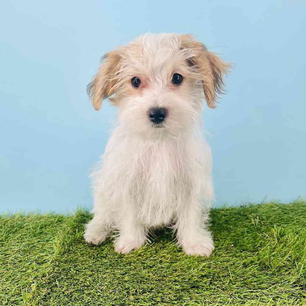 Image of a pet breed in the gallery