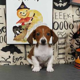 Dachshund