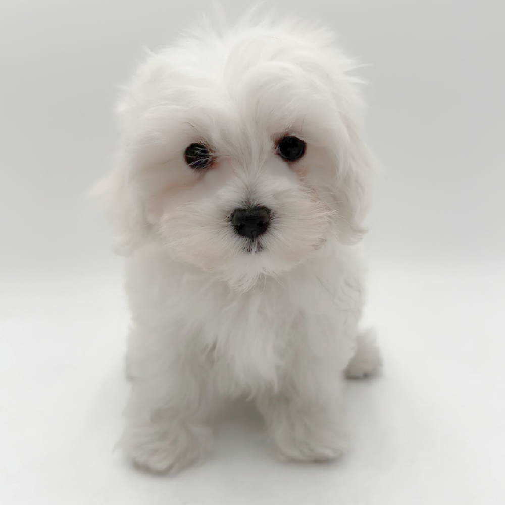 pet breed image