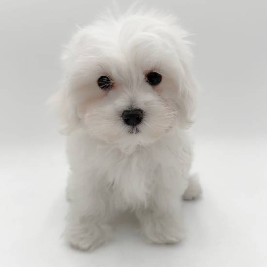 Maltese