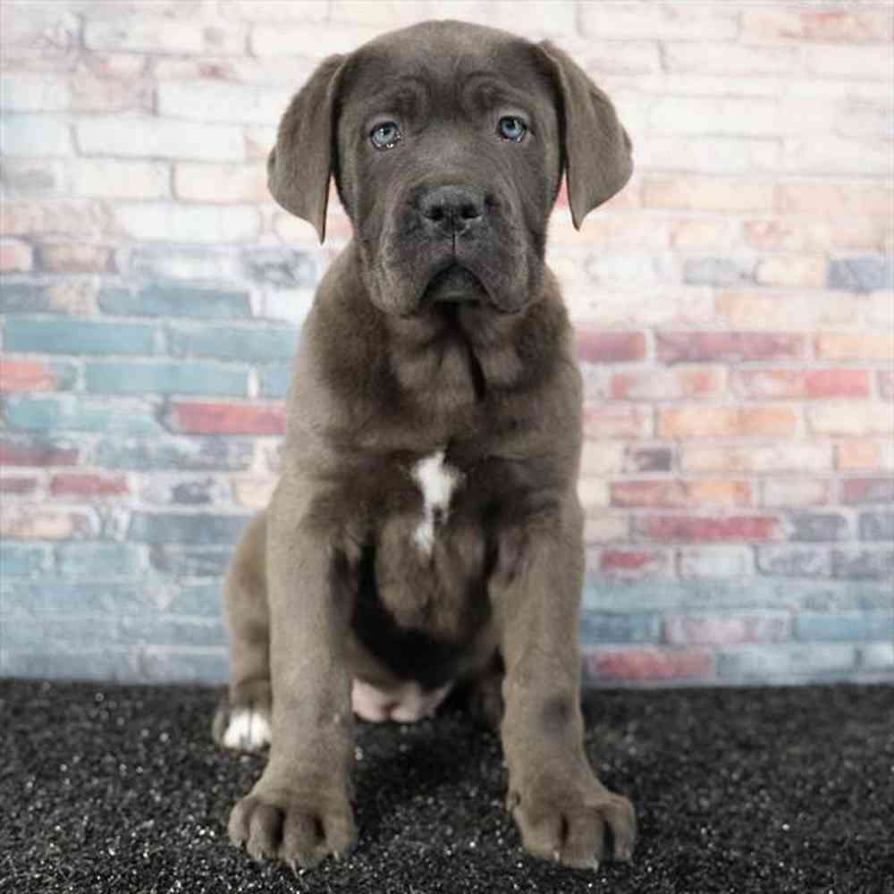 Image of a pet breed in the gallery