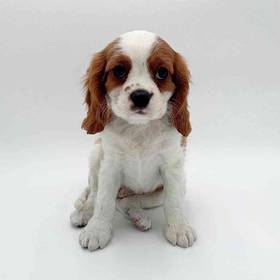 Cavalier King Charles Spaniel