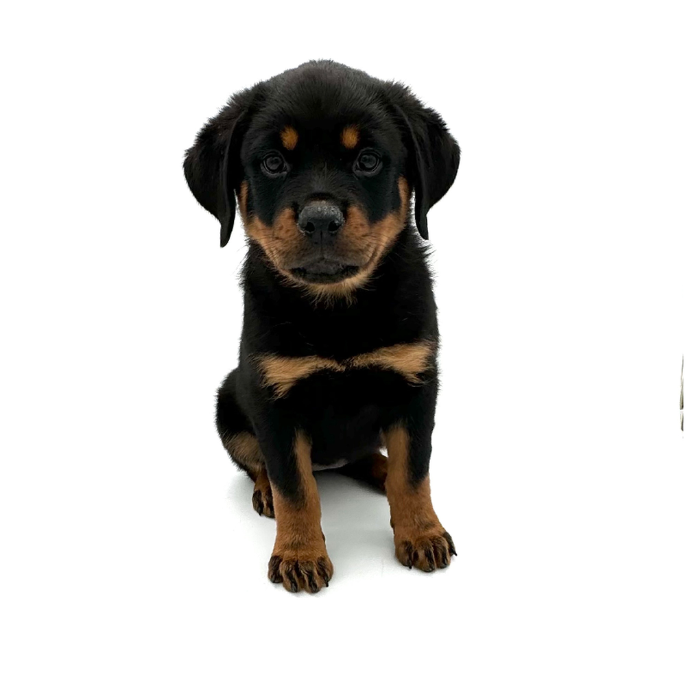 Female Rottweiler Puppy for Sale in Puyallup, WA