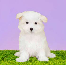 Maltese