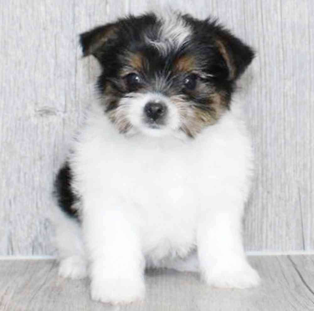 Image of a pet breed in the gallery