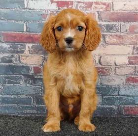 Cavapoo