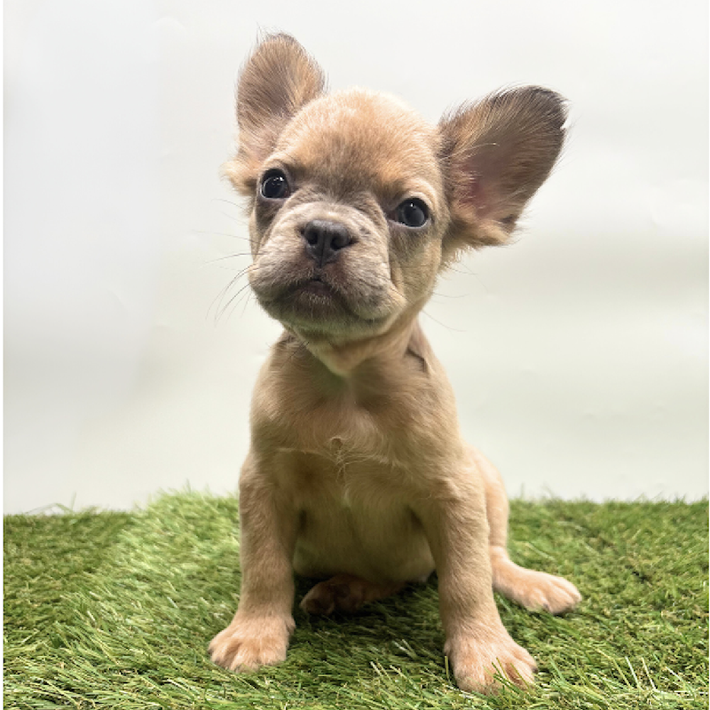 Image of a pet breed in the gallery