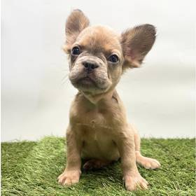 French Bulldog