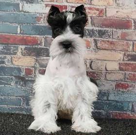 Mini Schnauzer