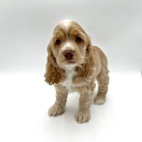 Cocker Spaniel