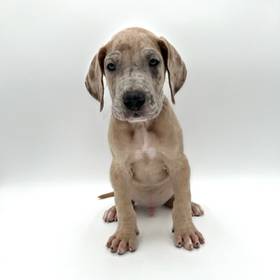 Great Dane
