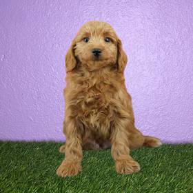 2nd Gen Mini Goldendoodle