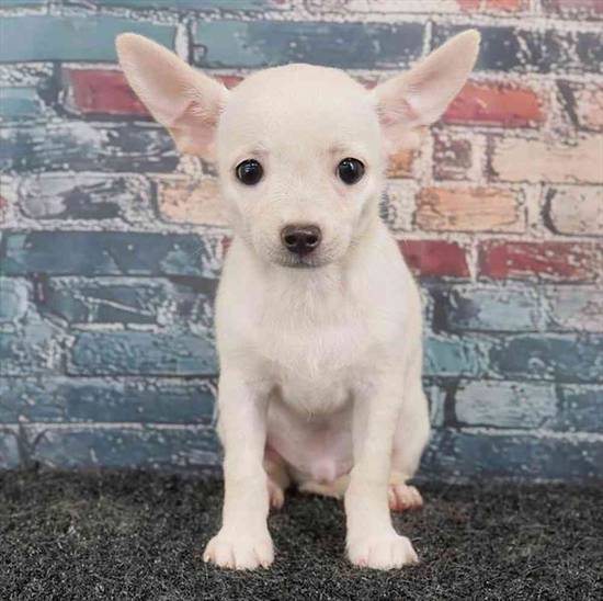 Chihuahua