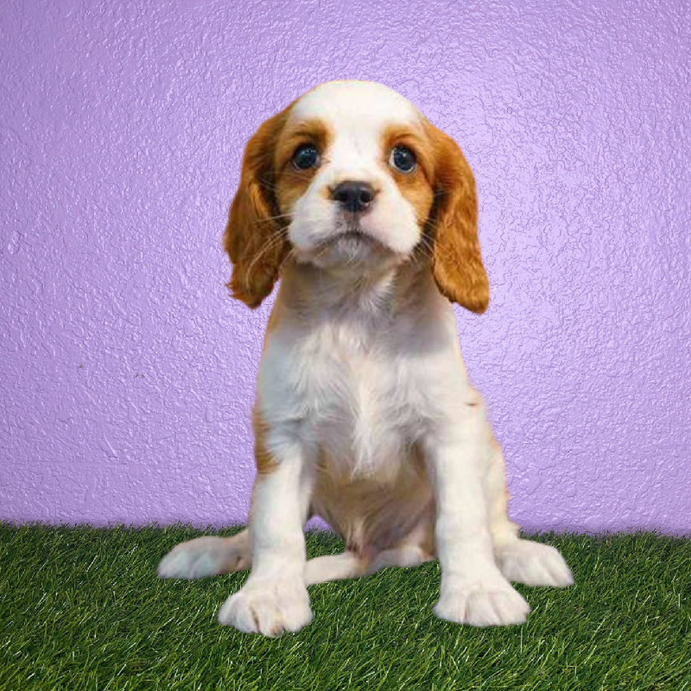 carousel pet images