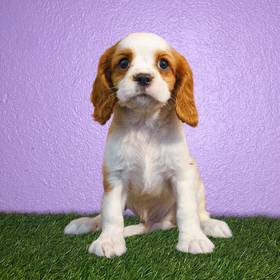 Cavalier King Charles Spaniel