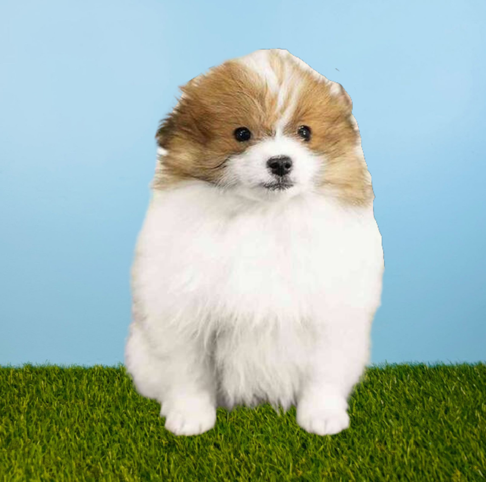 carousel pet images