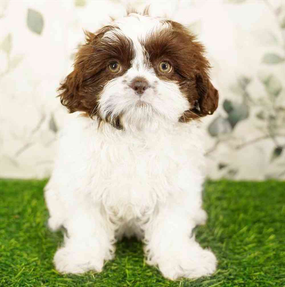 pet breed image
