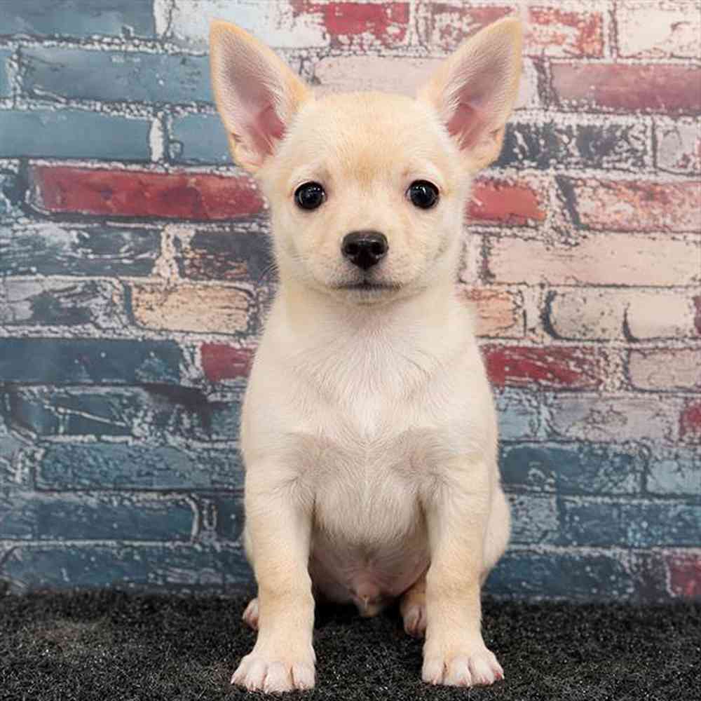Image of a pet breed in the gallery
