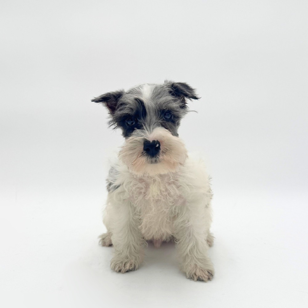 pet breed image