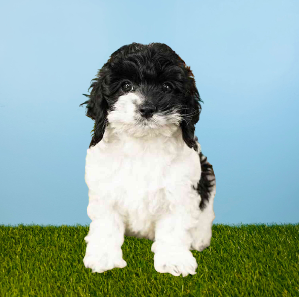 carousel pet images