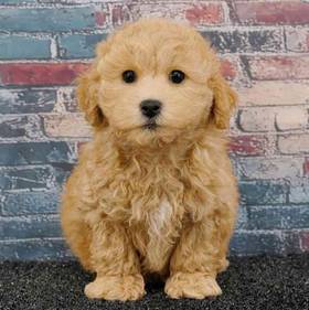 Bichapoo