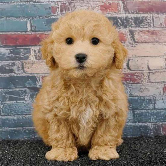 Bichapoo