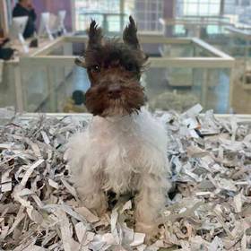 Mini Schnauzer