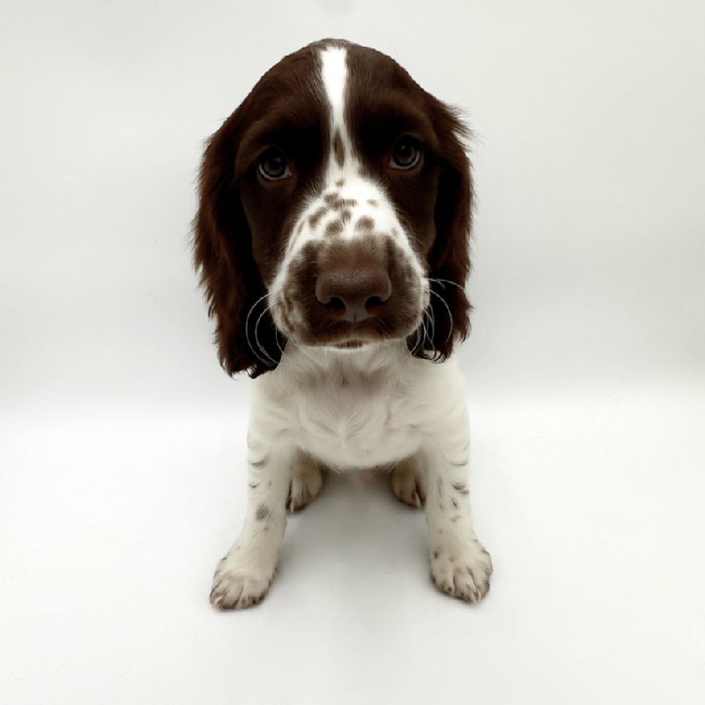 pet breed image