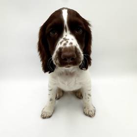 English Springer Spaniel