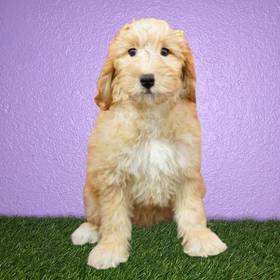 2nd Gen Mini Goldendoodle