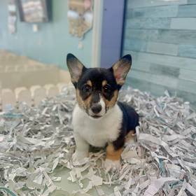 Pembroke Welsh Corgi
