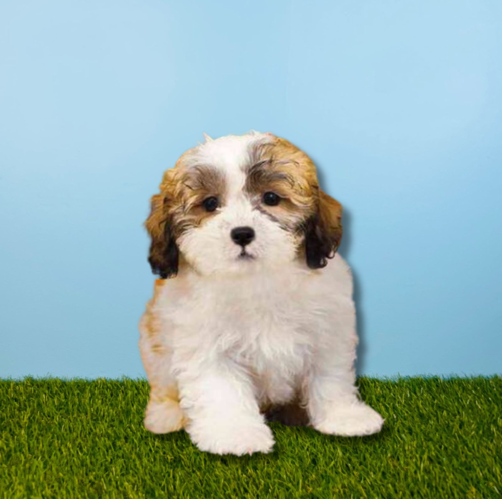carousel pet images