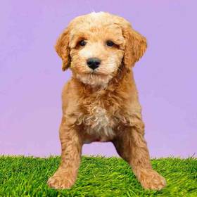 Poodle